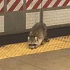 Elusive Nevins Street Subway Raccoon SPOTTED During Evening Commute